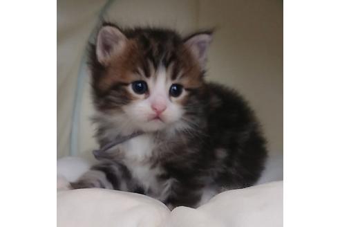 成約済の埼玉県のサイベリアン-14857の4枚目